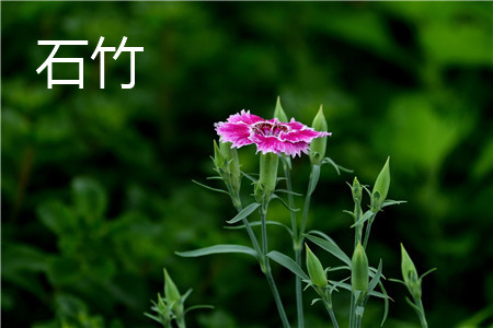 dianthus