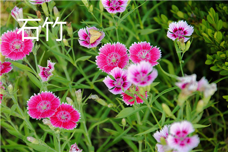 dianthus