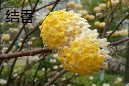 Fragrant flower