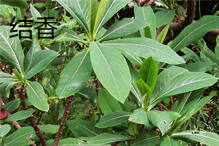 Oriental Paperbush