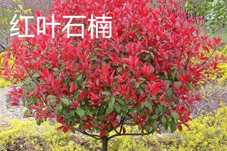 Photinia frase