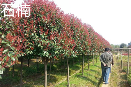 Chinese photinia