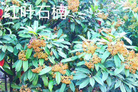 Photinia frase