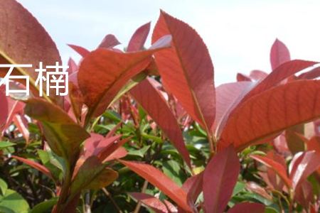 Chinese photinia