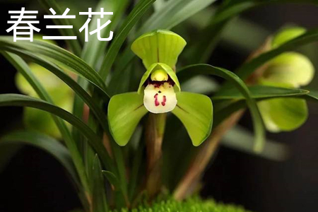 cymbidium