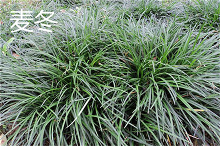 Ophiopogon japonicus