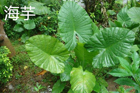 Taro leaves