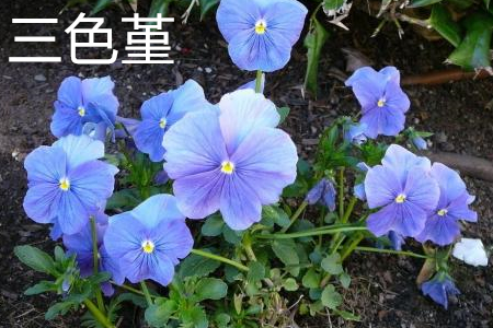 Viola triangularis