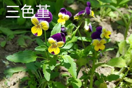 Viola triangularis