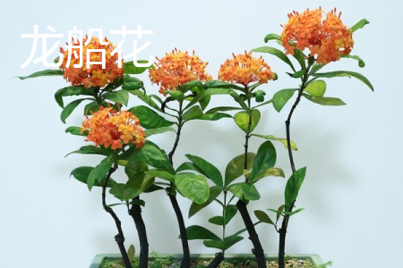 Ixora