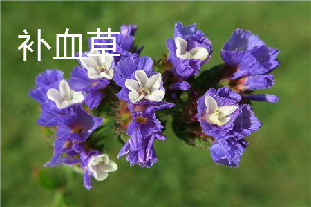 Limonium