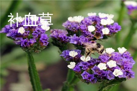 Limonium