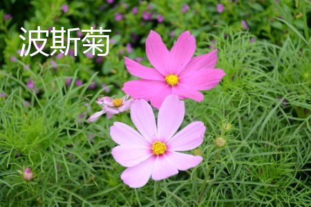 calliopsis