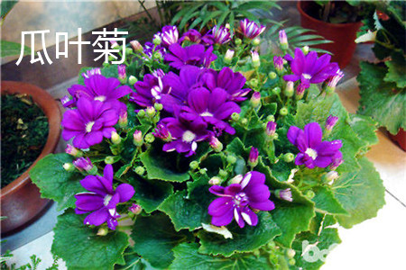 cineraria