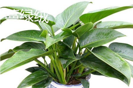 Philodendron