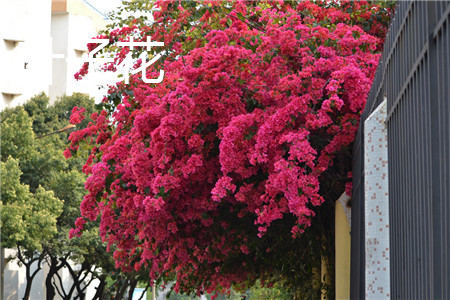 bougainvillea