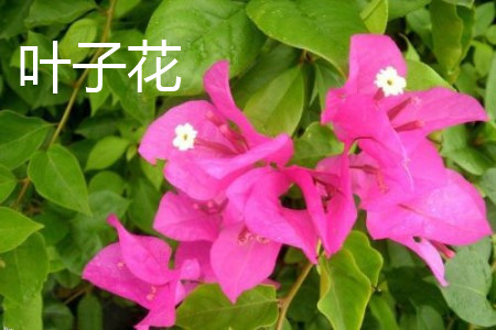 bougainvillea