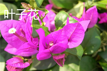 bougainvillea