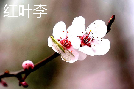 Red leaf plum flower