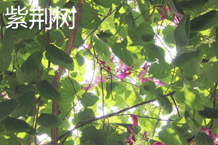 Bauhinia trees