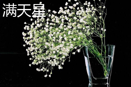 babysbreath