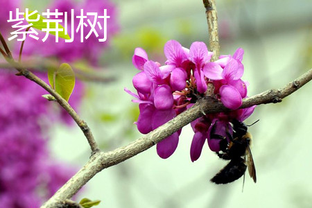 Bauhinia trees