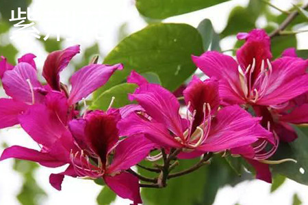 Bauhinia