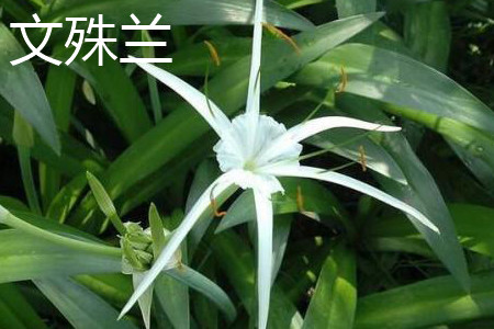 Crinum sinensis