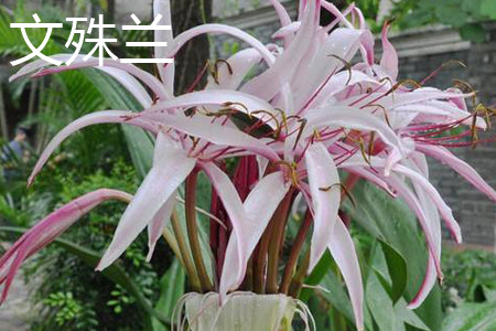 Crinum sinensis