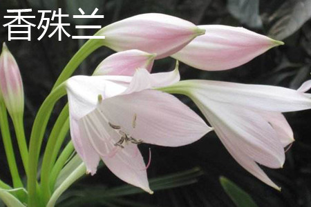 Xiangshu orchid