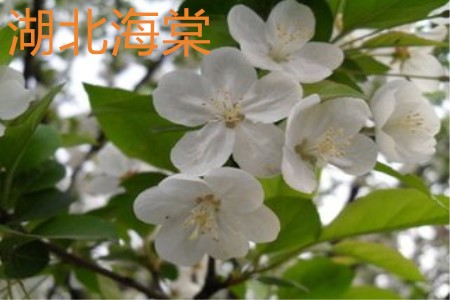 Hubei Begonia flower