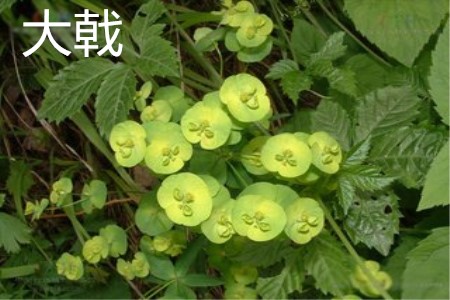 Euphorbia flower