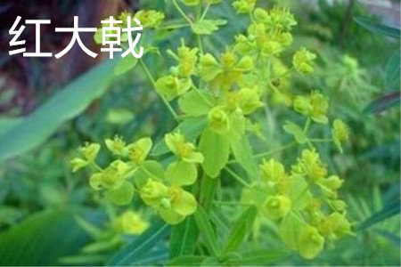 Red Euphorbia flower