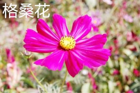 Gesang flower