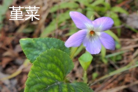 Viola flower