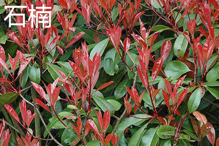 Chinese photinia