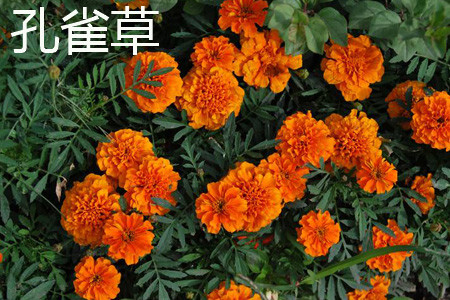 southern cone marigold