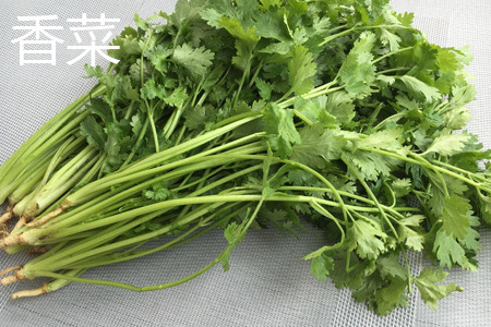 coriander