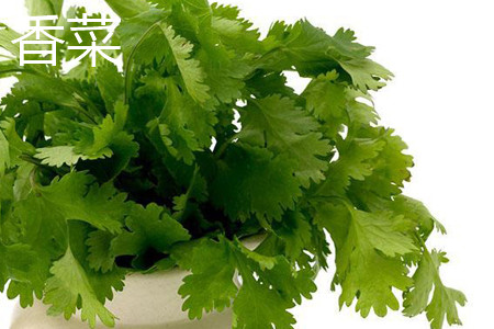 coriander