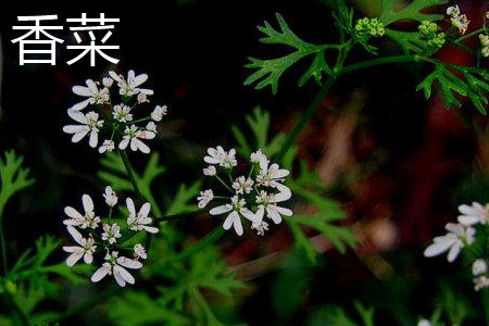 coriander