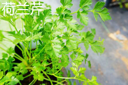 Parsley