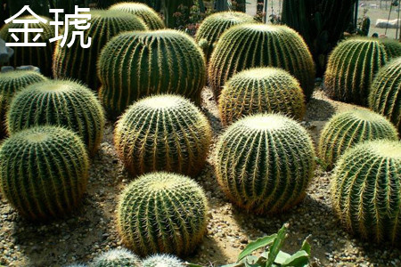 Echinocactus