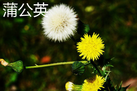 Dandelion flower