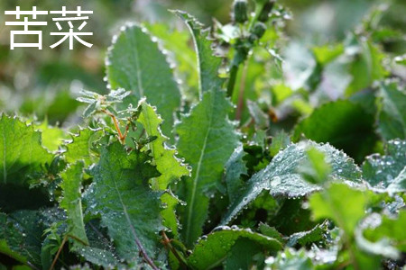 Bitter cabbage leaves