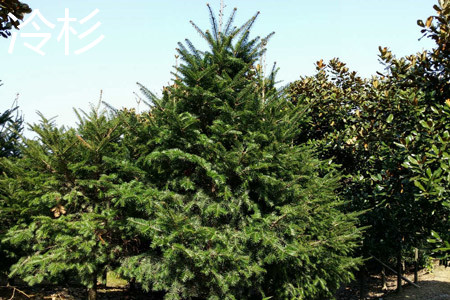 Fir tree