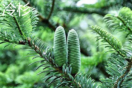 Fir leaves