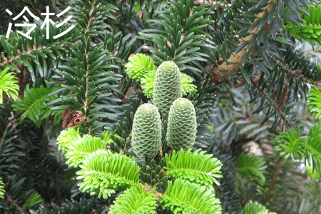 Fir fruit