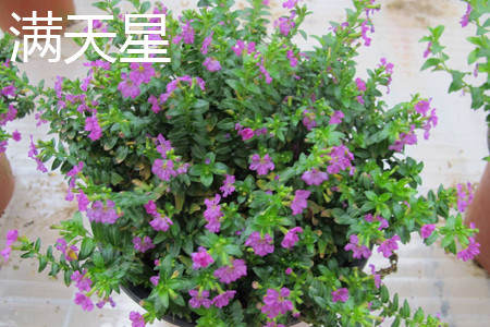 Tianxing plant