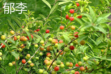 Plum tree trunk