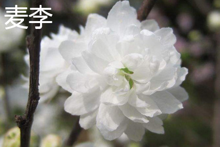 Wheat plum flower